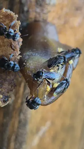 Watch this beautiful lady pack her pollen baskets (corbiculae) with Australian native bees wax.  Australian native stingless bees Austroplebeia australis  🐝🐝🐝🐝🐝 . . . . . . . . . . . . . . . . . . . . . . . . #beekeeper #bees #australia #insectlovers #amazing 