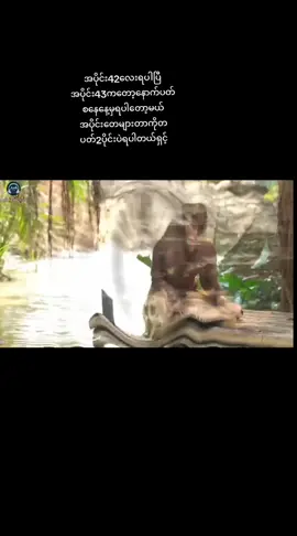 #ရွှေငါးချစ်သူ #အပိုင်း၄၂ 