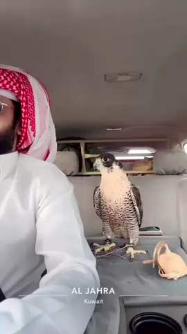 #مساكم_الله_بالخير#صقاقير_الخليج  