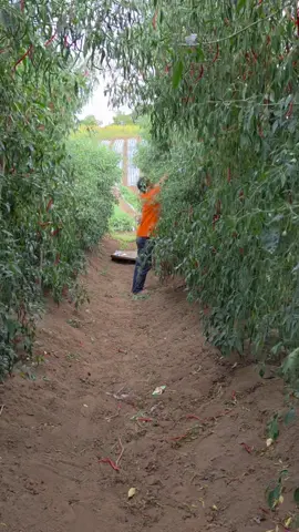 sahabat restorantanaman sudah tinggi 2,5mtr dengan potensi produksi 4 sampai 5kg/ pohon #restorantanaman  #lokalsiboras 