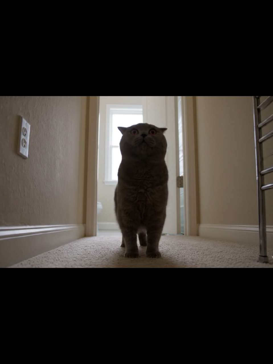 Coby heard one splash and noped outta there like it was haunted 😹 #BritishShorthair #CatDrama #BathroomFails #CobyTheCat #TooMuchForMe #FunnyPetVideo #ViralCat #NopeEnergy