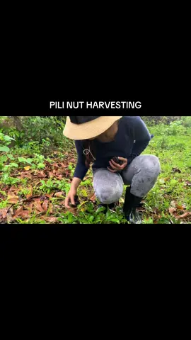 Let's harvest Pili nut! Canarium ovatum, the pili (Central Bikol and Filipino: pili, /ˈpiːliː/ PEE-lee;), is a species of tropical tree belonging to the genus Canarium. It is one of approximately 600 species in the family Burseraceae. C. ovatum are native to the Philippines.[4] They are commercially cultivated in the Philippines for their edible nuts and are believed to be indigenous to that country. #pili #pilinuts #bicolprovince #albay #provincelife 