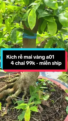 4 chai 99k.  Rễ yếu, mai èo uột - Muốn mai ra hoa đẹp Tết này – phải có bộ rễ thật khỏe Thử ngay kích rễ mai vàng A01 – chuyên dùng cho cây sau khi cắt ghép, tỉa rễ! Bấm đặt hàng ngay – số lượng có hạn! #kíchrễmaivànga01   #kichremaivanga01   #kíchrễmaivàng_A01   #kíchrễ_mai_vàng_a01   #thuốc_kích_rễ_mai_vàng_a01   #dưỡngrễmaivànga01   #sảnphẩmkíchrễmaivànga01