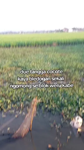 cocote kari dupak bae #cirebonpride🏴‍☠️ #cirebontiktok #fyyyypppppppppppppppppシ #fypgahnih #fypシ #cirebon #susukan #katakata #GRBSD #tarling_indramayu_cirebon 
