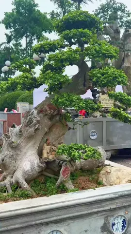Bệ duối đẹp #duối #bonsai #câycảnh #duối_bonsai #duốinhèđá 