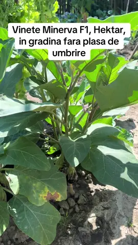 Cum se prezinta vinetele Minerva F1 de la Hektar, in gradina #vineteminervaf1 #vinetehektar #vinetegradina