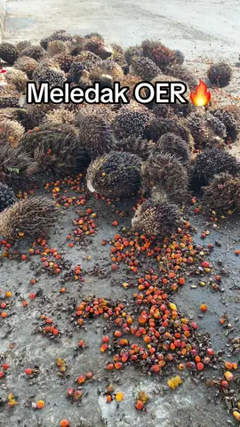 Disaat helm putih pegang tojok,jangan harap pulanganmu sepikul😂😂#sortasipabriksawit #pabriksawit #buruhpabrik #zxycba #fyp 