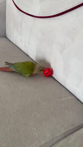 #كنيور🦜🤍 #fypシ゚ #كنيور_اناناس #foryoupage #conure #birds #birdsoftiktok #اكسبلور #fyyyyyyyyyyyyyyyy 