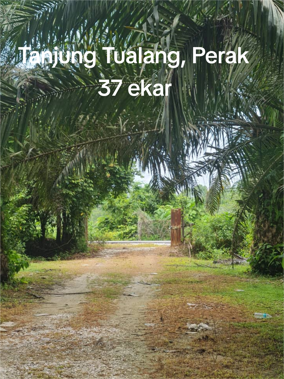 *Ladang sawit untuk dijual* 👉 Tempat : Tanjung Tualang, Perak  👉 Tepi jalan besar (utama) 👉 Keluasan: 37 ekar 👉 Status leasehold non bumi  👉 Umur sawit 8 tahun 👉 Sawit cantik dan dijaga rapi 👉 Keadaan tanah landai 👉 Harga RM 145k per ekar(nego) Serius buyer boleh 📲 :  Nur 011 5774 6512 (call) Wasap: www.wasap.my/60178691617/sawit37tanjungtualang@145kperekar #tanjungtualangperak #hartanah #property #hartanahjualbeli #hartanahmalaysia 