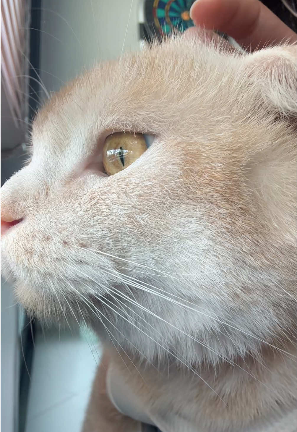 🫠🐈