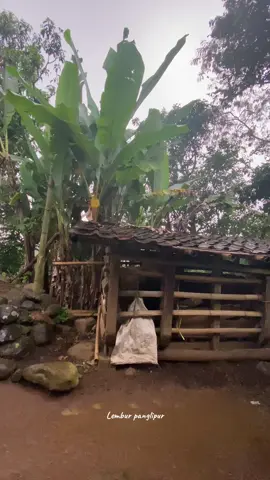 Hujan ngaririncik dipalemburan sisi kandang domba #sunda #suasanapedesaan #lembur #lagusunda 