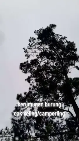 kerumunan burung cak keling/camperling sangat banyak sekal #mikatburung  #pikatburung  #kicaumania 