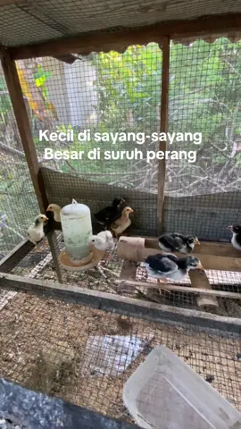 #peternakayam #ayambangkok #ayambangkoksuper #botohayam #lewatberanda #fyp 