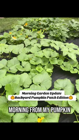 Happy Sunday Everyone☀️ Woke up to a female flower open and hand pollinated it. #pumpkinseason #pumpkinpatch #pumpkin #sunday #goodmorning 