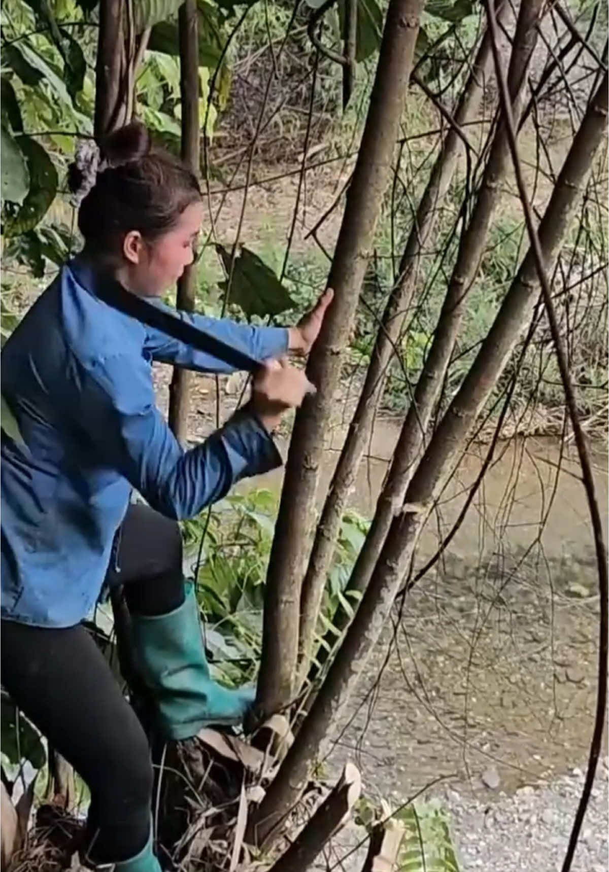 #Eps001 Build an automatic bamboo fish trap to catch stream fish during spawning season. #singlemom #singlemombuildnewlife #singlebuildbamboohouse