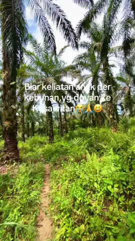 Info brandolan🤙😜#masyaallahtabarakkallah #sawit #trending #fyp #kebunsawit 