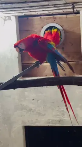 Scarlet macow beauty MASHA ALLAH L💕❤️🤲🏻#macowparrot💞 #2025 #hobby 