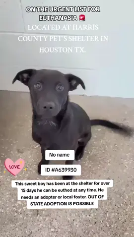🆘️‼️ On the urgent list for euthanasia ☠️ at any time ⏰️ at harris County Pet's shelter in Houston texas. This sweet boy needs an adopter or local foster to save his life ‼️  OUT OF STATE ADOPTION IS POSSIBLE.  NO NAME  ID #A639830  If you can foster or adopt please apply @Rescue Dog Army or @savinghoustonspets. Application in Bio.  Please message me if you have any questions.  📍Address  Harris County Pet's shelter.  612 Canino Rd in Houston texas  #adopt #foster #rescue #fosteringsaveslives #savealife #adoptdontshop #fyp #shareifyoucare #urgentshelterdogs 