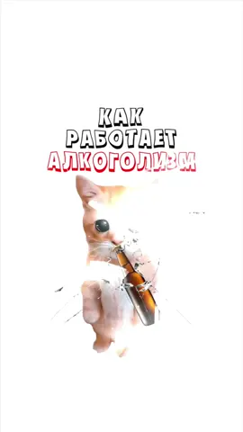 Как работает алкоголизм? Кисы объясняют😿