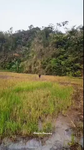 Anak desa mah selalu bahagia ... #suasanapedesaan #pedesaansunda #lemburkuring 