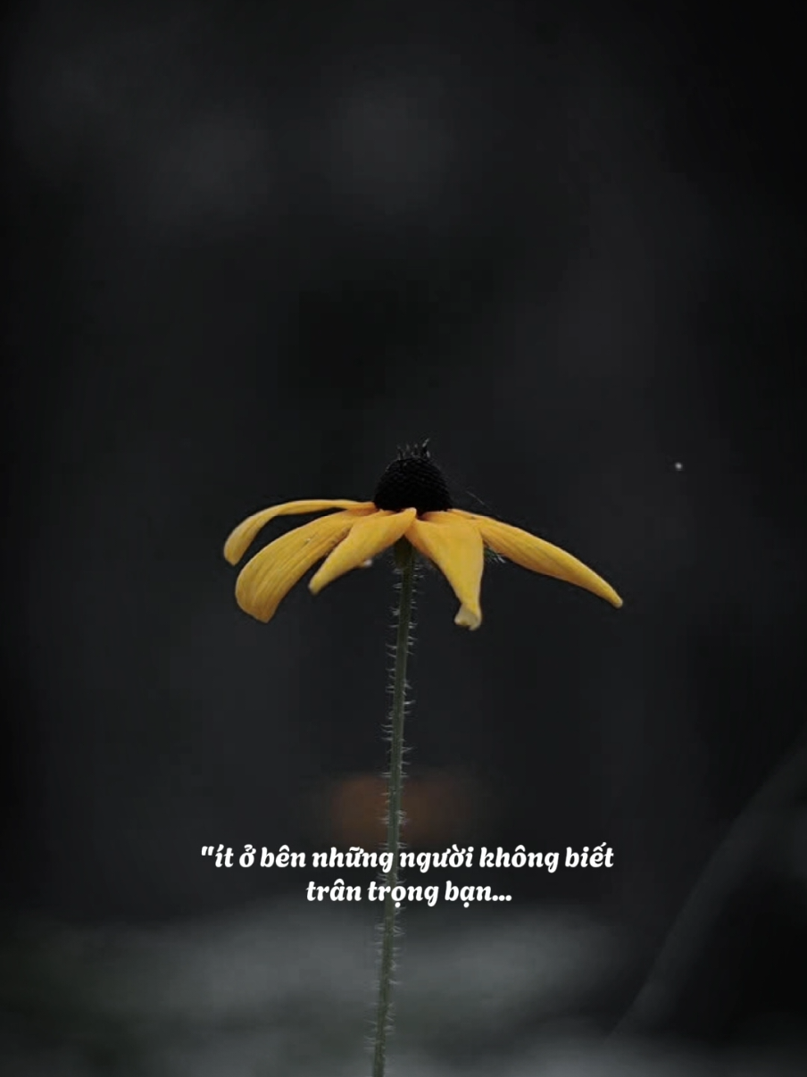 Em tin anh thật lòng, nhưng hóa ra em chỉ là một đoạn đường... #lien23 #lienvaamnhac #caption #nhachaychillphet #trendingvideo #foryou #lienngangnguoc 