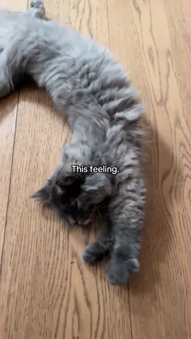 “I gatti non ti fanno le feste” #kitten #kittensoftiktok #cat #catoftiktok #catlover #cattok #kittycat 
