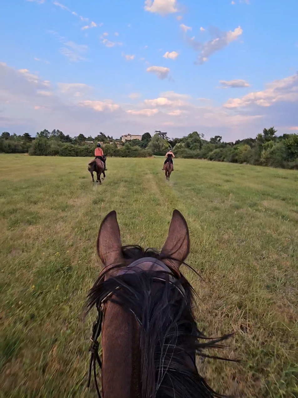 été de cavalières be like  #cheval#balade#galop 