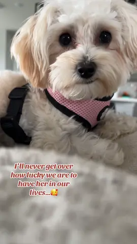 Our sweet girl~💕🐾#fyp #maltipoo #maltipoosoftiktok #sweetgirl #lucky #sweet #viraltiktok 