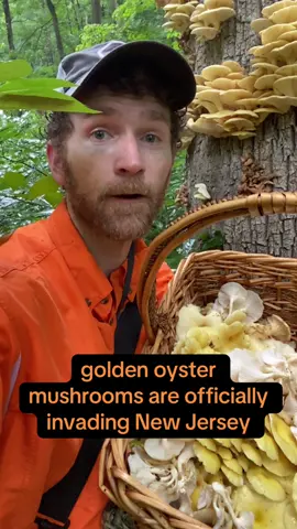 Have you seen these yet? Northern New Jersey appears to be experiencing the start an enormous takeover by Golden Oyster mushroom. I found tons yesterday! #foraging #foragingtiktok #learntohuntnyc 