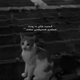 #viral #kurdistan #foryou 