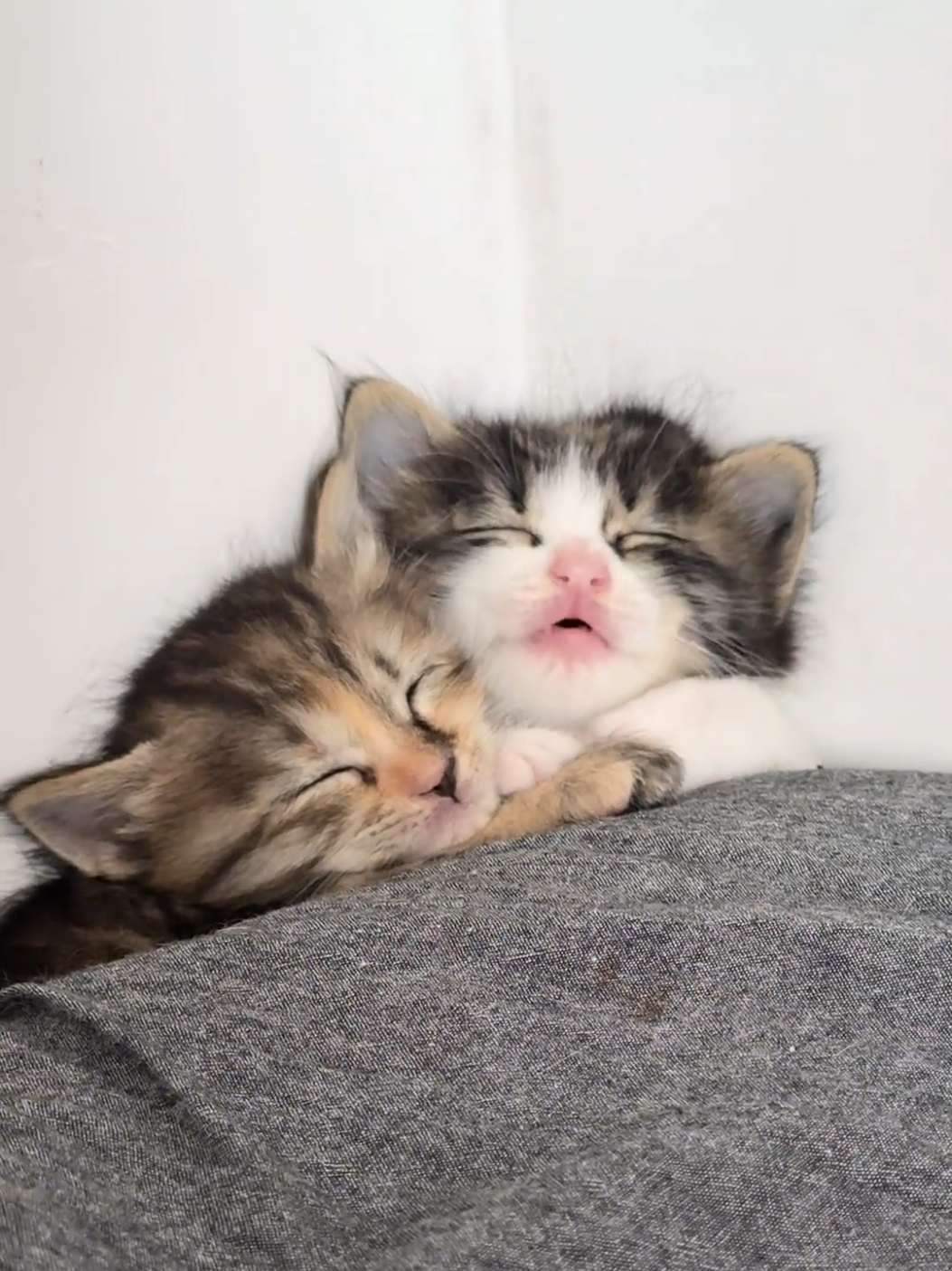 Two cuties😊.#cute #kitten #cats #pets 