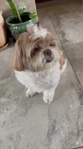 #joinwithus #PetsOfTikTok #pets #dogsofttiktok #foryoupage  