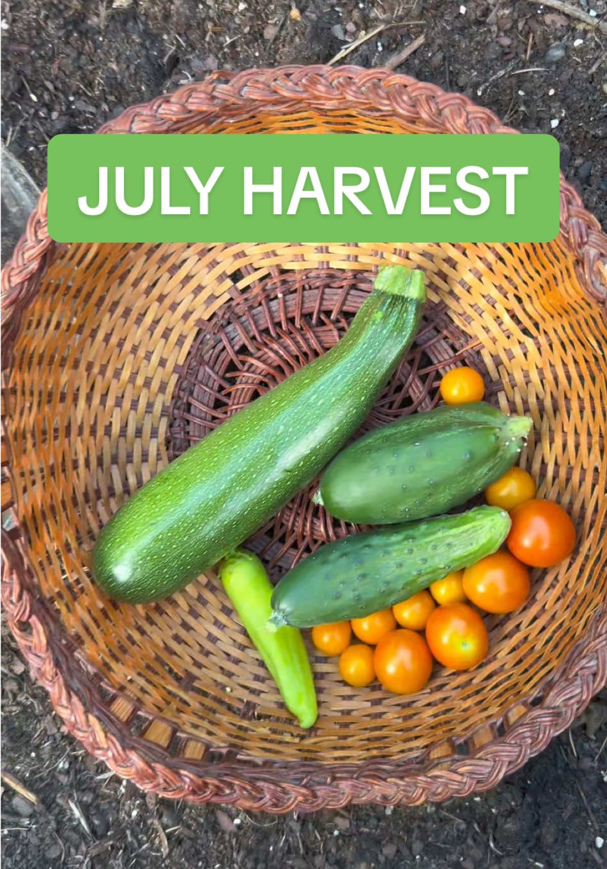 Garden harvest in July, burning up here in Alabama!  #gardenharvest #gardening #harvest #gardentok #growingfood #gardenasmr #tomatoes 