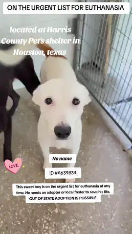 🆘️‼️ On the urgent list ‼️🆘️ This sweet boy is on the urgent list for euthanasia ☠️ at any time ⏰️ at harris County Pet's shelter in Houston TX. He needs an adopter or local foster to save his life ‼️  No name  ID #A639834  OUT OF STATE ADOPTION IS POSSIBLE.  If you can foster or adopt please apply @savinghoustonspets or @Rescue Dog Army. application in Bio  Please message me if you have any questions.  📍Address  Harris County Pet's shelter.  612 Canino Rd in Houston texas  #adopt #foster #rescue #fosteringsaveslives #savealife #adoptdontshop #fyp #shareifyoucare #urgentshelterdogs 