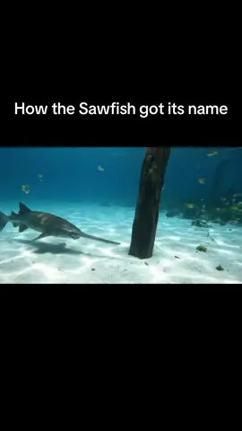 First recording of a Sawfish. #shark #ocean #joke #viral 