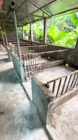 Trắng chuồng rồi,chả còn j cả
