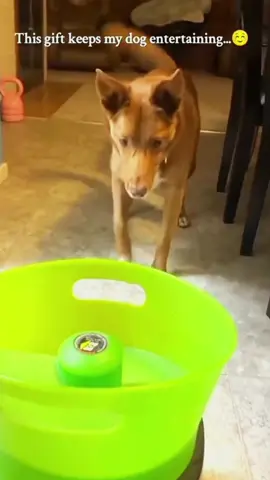 Try not to laugh 😂😂😂 #funny #animals #funnypets #funnyanimals #catsoftiktok #funnytiktok #cat #haha #dog #pet #funnyvideos 