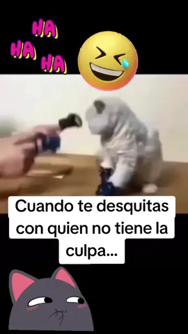 #catloversclub  #entretenimientoparati  #humor  #gatosgraciosos  #risasjajaja 