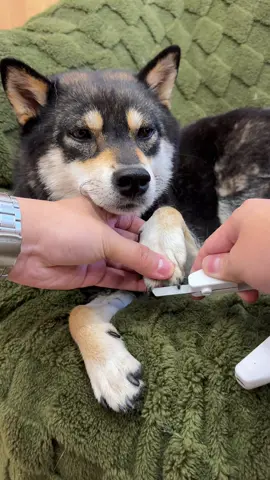 You can trim dark nails at home, too – just like you'd do at the salon. #dog #dogtok #catpick #dognails #groomingtools #Shiba #nailclipper #petcare 