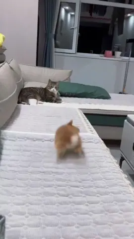 Cats vs bunny’s so funny shorts tiktok🤣🤣🤣😜😜😜🤪🤪🤪🤪😄😄😄….#cattok #funnycats #catsoftiktok #foryou #fyp #funny #veryfunnyvideo😂😁😁 