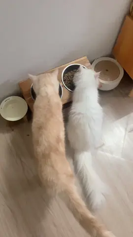อาหารแมวดีนี่แคท…ที่น้องแมวที่บ้านเลือกกิน 🐱😊♥️ #อาหารแมว #แมวน่ารัก #เอาขึ้นหน้าฟีดที #เปิดการมองเห็น 