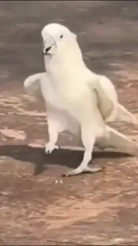 Beautiful birds #bird #dancer #nature #foryoupage #fyp 