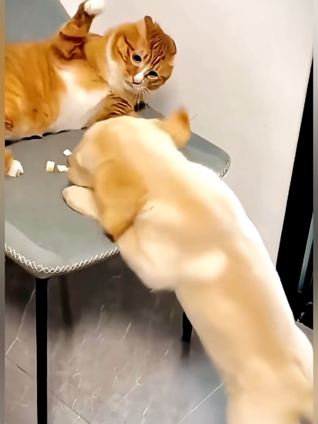 Dogs vs Cats ....🐶😾😂 #FunnyDog #DogHumor #PuppyMischief #DerpDog #SillyPooch #GoofyDog #cat 