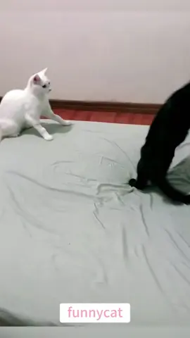 so funny!!!#cats #cutecats #foryou #funnytiktok #funnyvideos #usa #funnyanimals #fypシ #cute #funnycat #catlover #funnypets #viral #funny