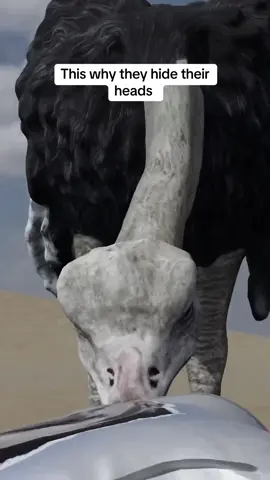 This is why they hide their heads #funfacts #funnyvideos #mindblown #funny #fyp 
