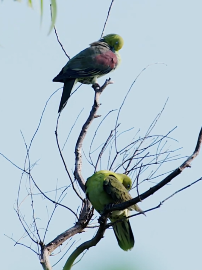 Punai Perput (White Bellied Green Pigeon) #burung #bird #kicaumania #foryou #fyp 