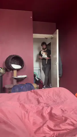 #catsoftiktok 