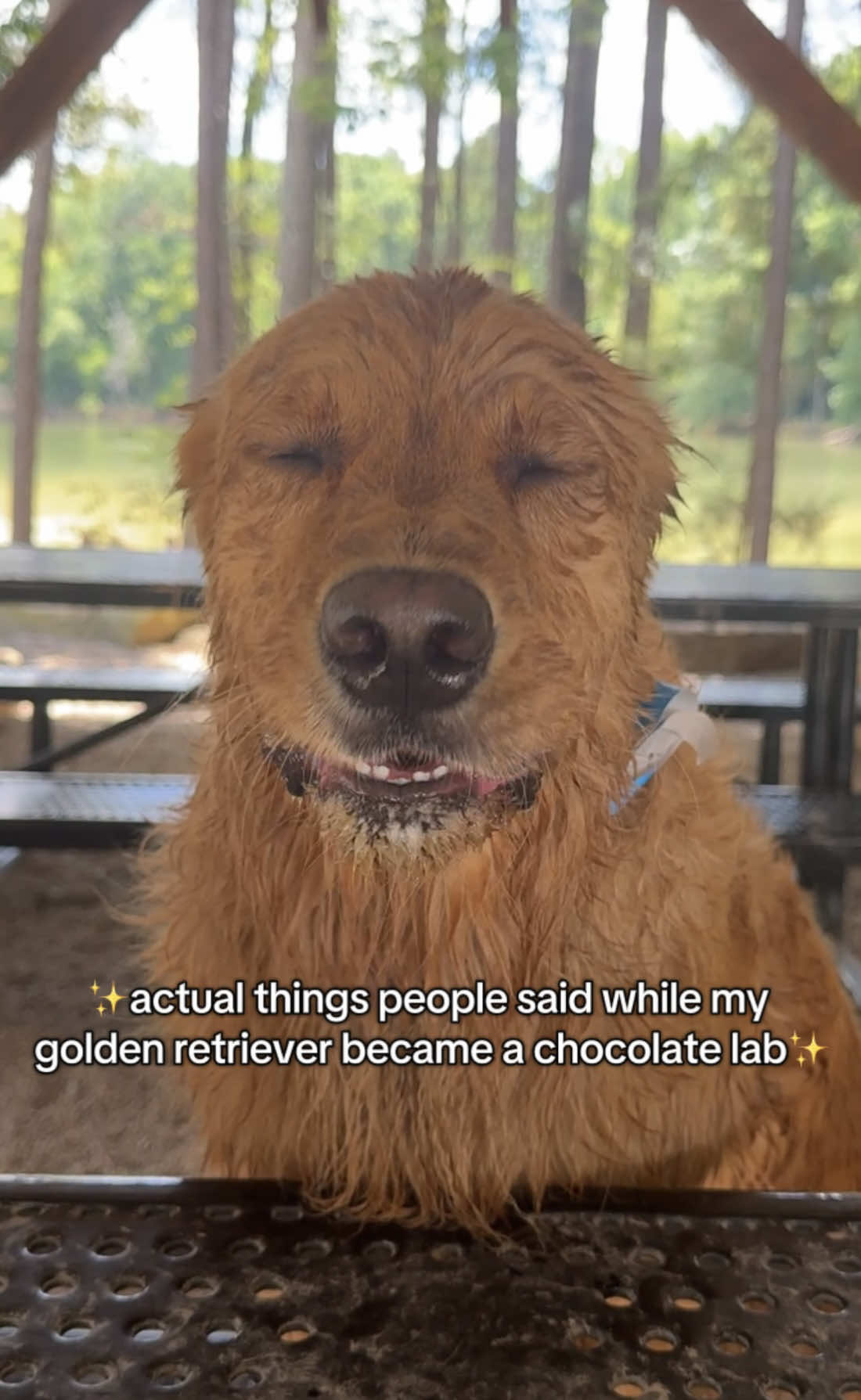 it just gets progressively worse. 🥲 #goldenretriever #DogTok #dogsoftiktok 