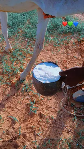 #🥰🥰🥰🇲🇷🇲🇷🇲🇷🇲🇷🇲🇷🇺🇳  صبوح يان اليوم 