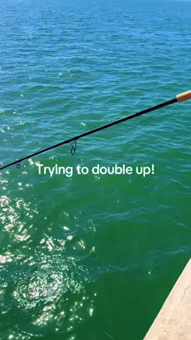 @FW_trenton#TampaBayFishingClub #stradic5000 #g_loomis #gatorjimstackle #